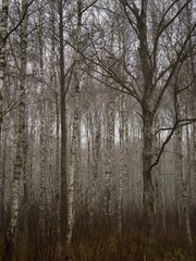 Fototapeta na wymiar autumn birches growing in a sad gray forest