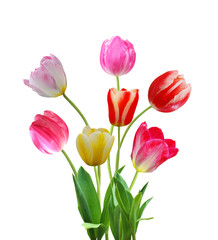 Obraz premium Row tulip flowers isolated on white background
