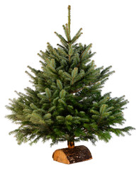 bare naked abies nordmann fir christmas tree isolated on a white background