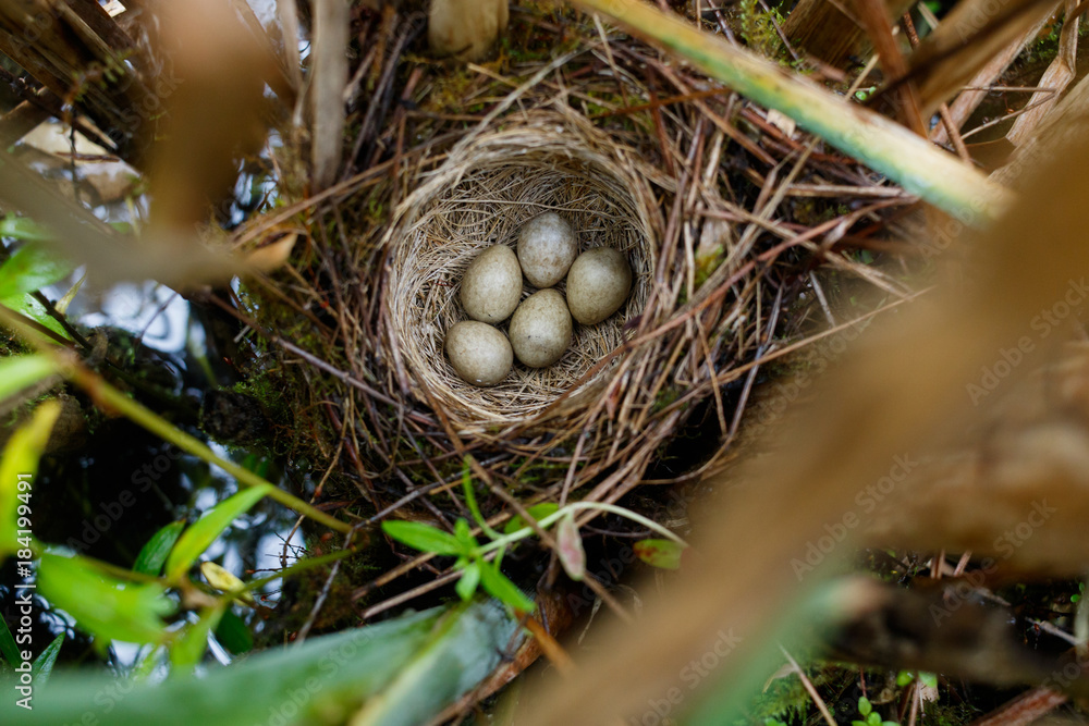 Wall mural Acrocephalus schoenobaenus. The nest of the Sedge Warbler in nature.