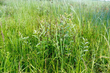 Obraz premium Acrocephalus schoenobaenus. Nest Habitat of Sedge Warbler. Landscape.
