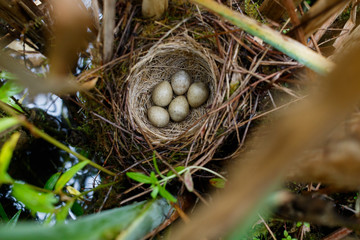 Fototapeta na wymiar Acrocephalus schoenobaenus. The nest of the Sedge Warbler in nature.
