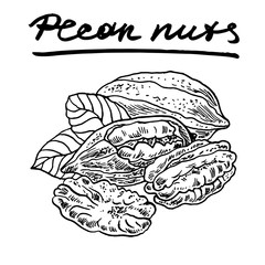 Pecan nuts. Vector hand drawn graphic illustration.