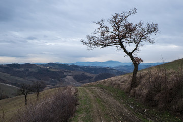 Obraz premium Alberi in collina in autunno