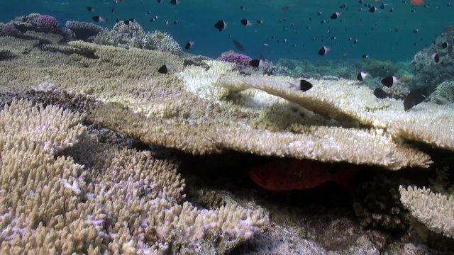 School of pomacentridae fish Bicolor puller on coral reef underwater Red sea. Amazing background of Acropora cytherea coral.