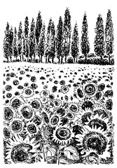 Tuscany field with sunflowers. Vector hand drawn graphic illustration.