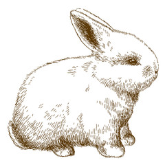 Naklejka premium engraving illustration of fluffy bunny