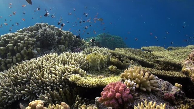 School of Bicolor Puller fish underwater in Red sea. Pomacentridae on amazing Acropora cytherea coral reef.