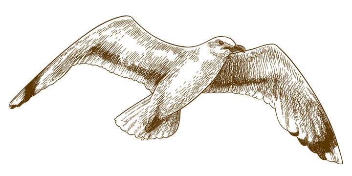 engraving drawing illustration of flying gull