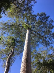Fototapeta premium Arbre