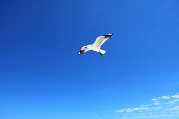 Fototapeta na wymiar Australian Seagull Chroicocephalus novaehollandiae flying at Indian Ocean, Western Australia