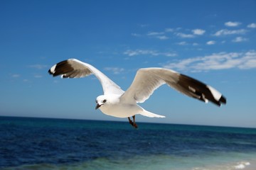 Australian Seagull Chroicocephalus novaehollandiae flying at Indian Ocean, Western Australia