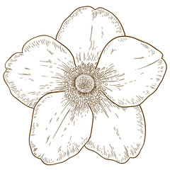 engraving illustration of anemone flower