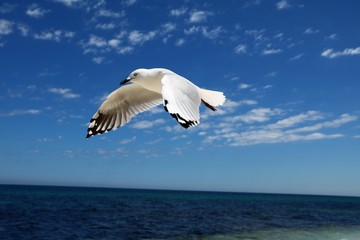 Chroicocephalus novaehollandiae Seagull at Indian Ocean, Western Australia 