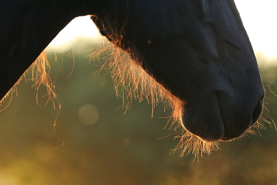 Pferdehaare im Gegenlicht