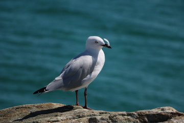 Seagull Chroicocephalus novaehollandiae at Indian Ocean, Western Australia 