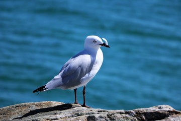 Chroicocephalus novaehollandiae at Indian Ocean, Western Australia 