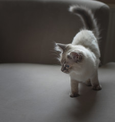 Beautiful white cat with blue eyes