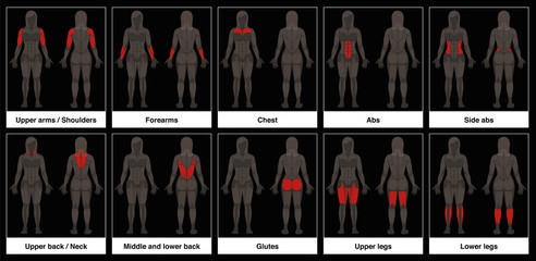 Muscle chart - female body, frontal and back view with highlighted red muscle parts - isolated vector illustration on black background