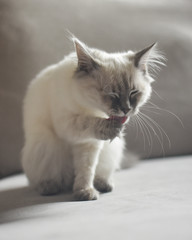 Beautiful white cat with blue eyes