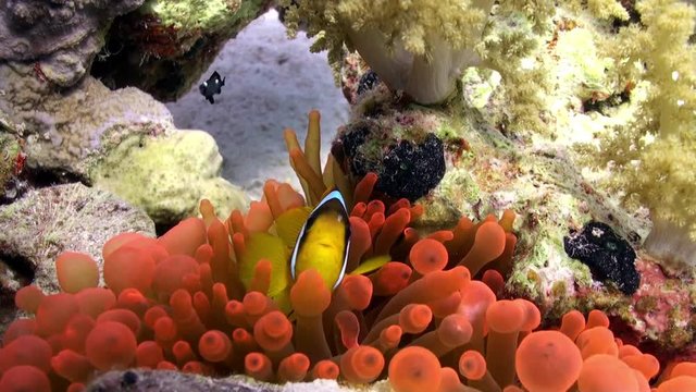 Clown fish in bright orange color Bubble Anemone Actinidae underwater Red sea. Relax video about marine nature on background of beautiful lagoon.