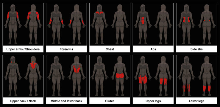 Muscle chart - female body, frontal and back view with highlighted red muscle parts - isolated vector illustration on black background