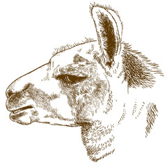 engraving illustration of lama head