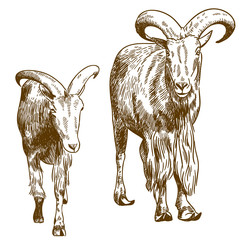 engraving drawing illustration of two mountain goats