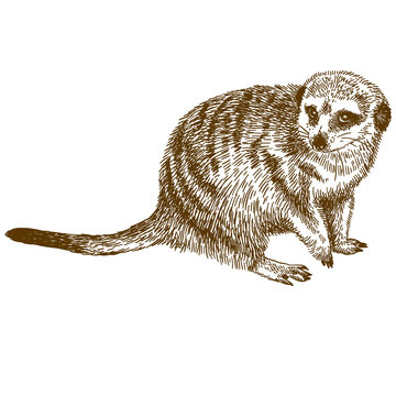 Engraving Drawing Illustration Of Meerkat