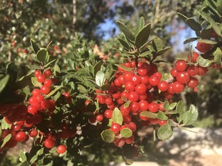 Red Holly Berries