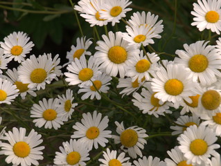 Margerite im Garten