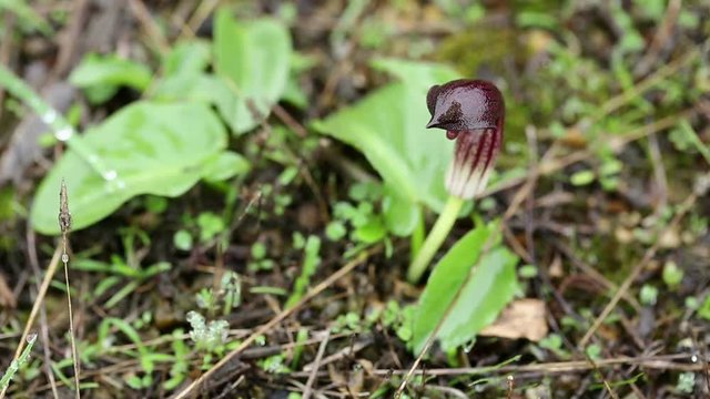 Arisarum simorrhinum wild plant in nature on a rainy day
