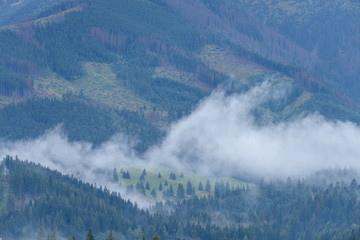 panoramic view of misty forest in mountain area