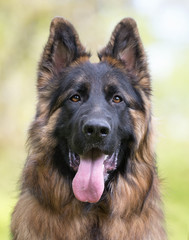 German shepherd dog