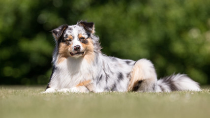 Australian shepherd