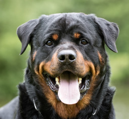 Fototapeta premium Rottweiler dog