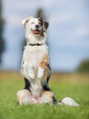 Australian shepherd dog