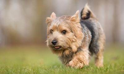 Terrier dog