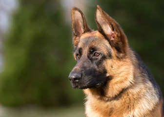 German shepherd dog