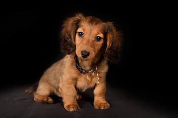 Young longhaired dachshund dog puppy