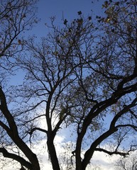 Sun behind Pecan Tree