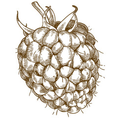 engraving  illustration of raspberry