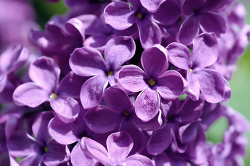 Fototapeta na wymiar Macro image of spring soft violet lilac flowers, natural seasonal floral background. Can be used as holiday card with copy space.