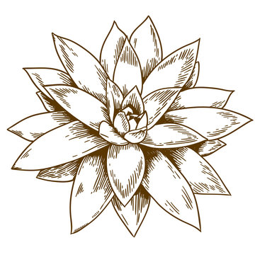 engraving illustration of succulent echeveria
