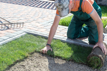Natural Grass Turf Professional Installer. Gardener Installing Natural Grass Turfs Creating...
