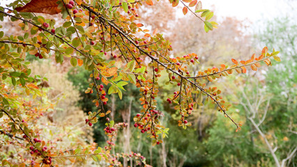 Cotoneaster Affinis Tree branches closeup 2.