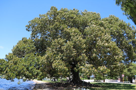 Big Ficus macrophylla in Peppermint Grove at Swan River Perth, Western Australia