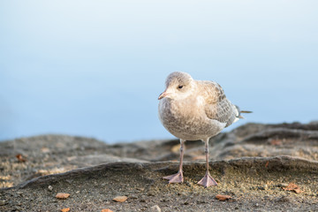 Young seagull - closeup