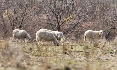 Naklejka na ściany i meble sheeps on pasture