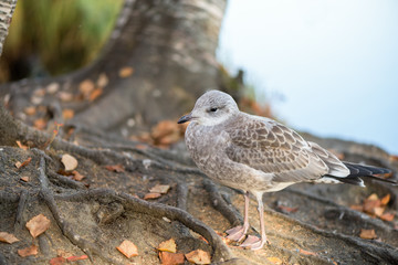 Young seagull - closeup